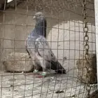 حمام باكستاني قولدن ذكر
