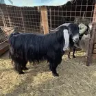 تيس عارضي فحل سنه رباع