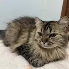 قطة شيرازي للتبني شقراء