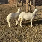 رخال حريات مغلقه
