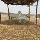 شاه منتوج بيشيه