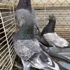 حمام باكستاني