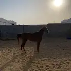 حصان هادي