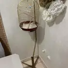 قفص طيور