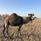 للبيع ناقتين صفر