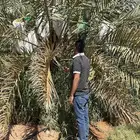 حوالي 100 نخلة (جثايث) ارتفاع 2متر إلى 3 متر