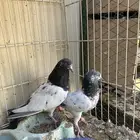 حمام بكستاني