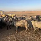 معزا مشاريك طيبه مراح واحد لون مميز