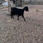 عنز قبرصيه حليب