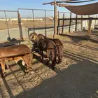 طليان سواكن