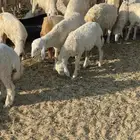 طليان حريه اكثره خرفان العدد 83