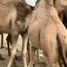 قعود للبيع على الحليب