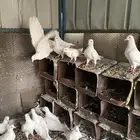 حمام فرنسي للبيع