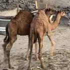 قعدان حمر للبيع