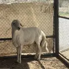 خروف فحل مشروط