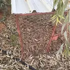 شبك