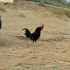 ديكه بلدي