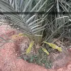 نخل مثمر للبيع