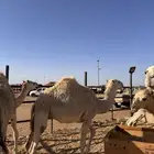 قعدان بريه