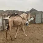 بكره للبيع