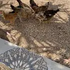 فروخ دجاج