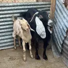 عنز خلفه