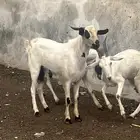 مشروع تيس فاخر