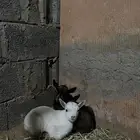 تيوس قزميات صغار