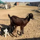 عنز قبرصي متوم