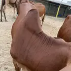 القنفذة القوز الجرد