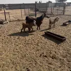 عنز شاميه متوم