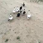 بط بلدي للبيع