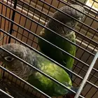 جوز كنيور قرين شيك