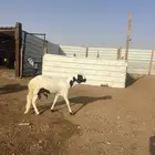 سواكن مرابي فل شحم 4شهور