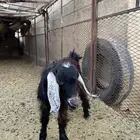 تيس لحقي البيع