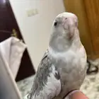 كروان هولندي ذكر