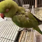 بغبغاء دره هندي للبيع