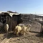 رخال حريات الحد ( 790 ) تم البيع