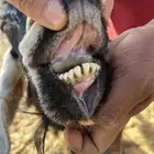 عنزين وحده مقربه ولاده مضرع له اكثر من ثلاث شهور (تم البيع