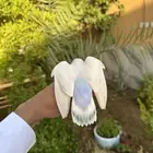 طير مفقود الرياض حي النهضة