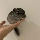 صغار الشنشيلا