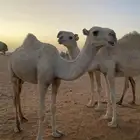 للبيع بكار
