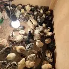 صيصان بلدي من يوم الى شهر