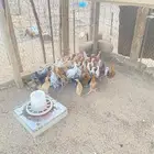 دجاج بلدي وفيومي