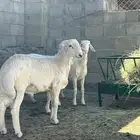 4 خرفان هرافى مشروطه