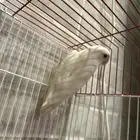 روز