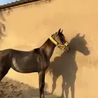 مهره واهو