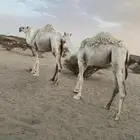 ناقه لقحه وبكره