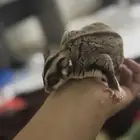 السنجاب الطائر   sugar gliders