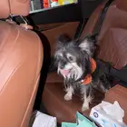 كلبه للتبني